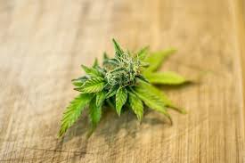 CBHC CEO Shares Lessons Learned from Marijuana Legalization